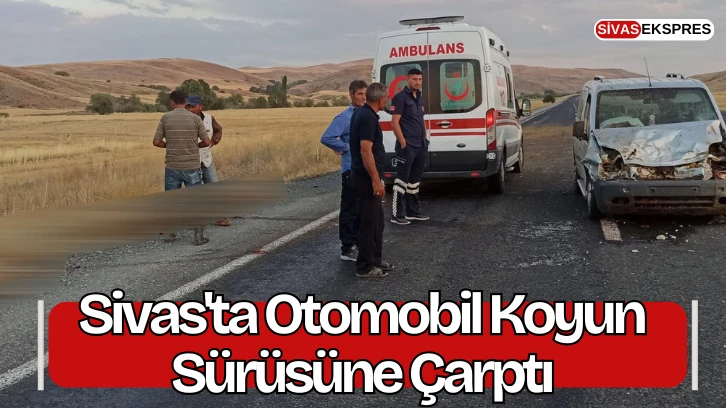 Sivas'ta Otomobil Koyun Sürüsüne Çarptı