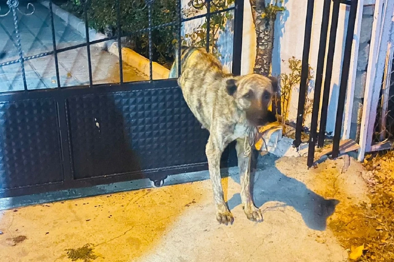 Sivas'ta Parmaklıklara Sıkışan Köpeği İtfaiye Kurtardı