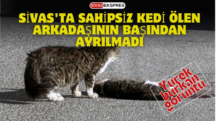 Sivas'ta Sahipsiz Kedi Ölen Arkadaşının Başından Ayrılmadı