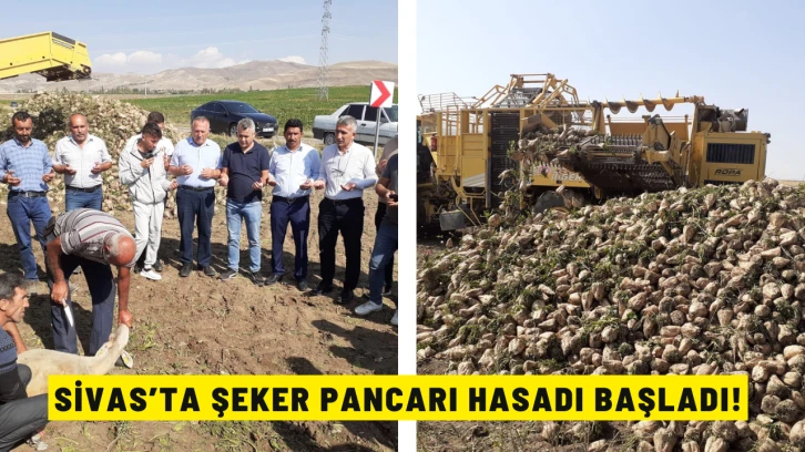 Sivas’ta Şeker Pancarı Hasadı Başladı!