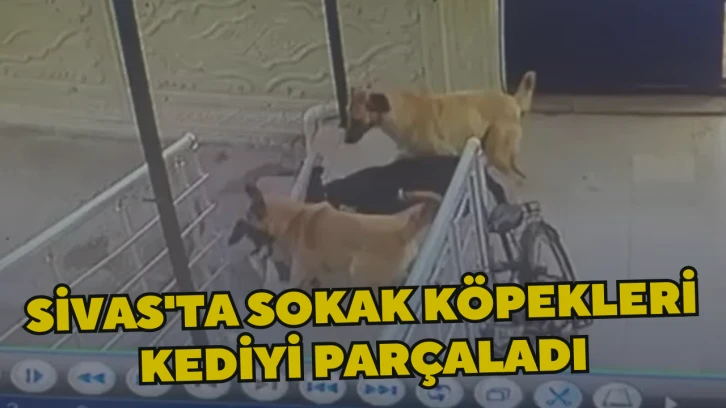 Sivas'ta Sokak Köpekleri Kediyi Parçaladı