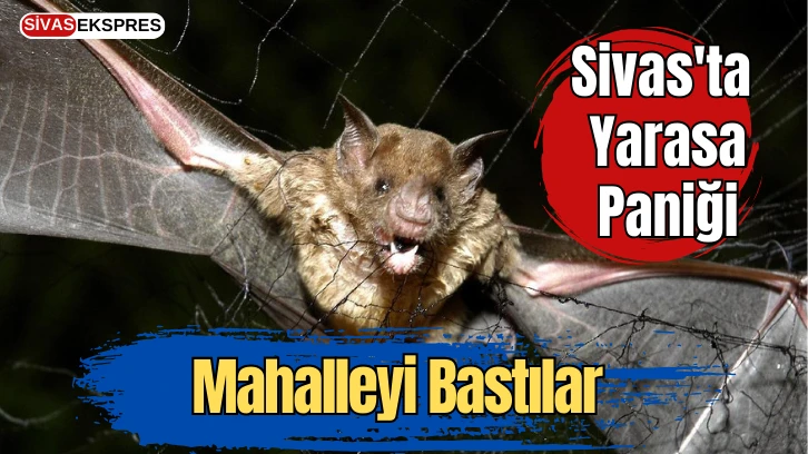 Sivas'ta Yarasa Paniği, Mahalleyi Bastılar