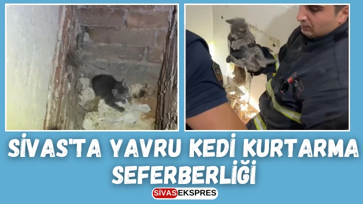 Sivas'ta Yavru Kedi Kurtarma Seferberliği