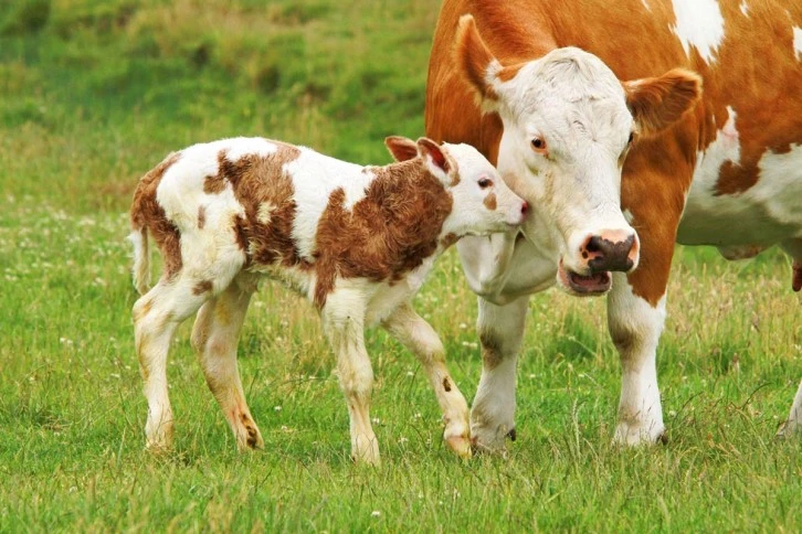 Sivaslı Çiftçiye Müjde 8 Milyon Ödenecek