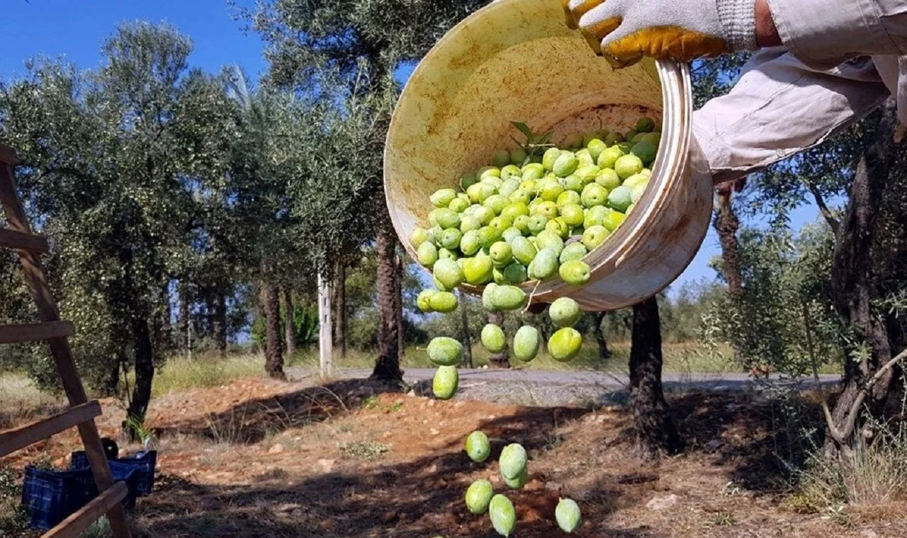 Sofraların Vazgeçilmeziydi, Fiyat Artışı Bekleniyor