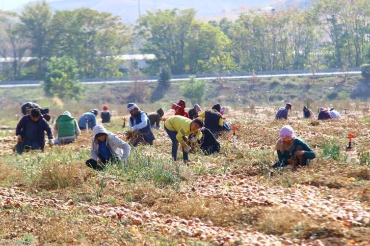 Soğan Fiyatları Düşecek