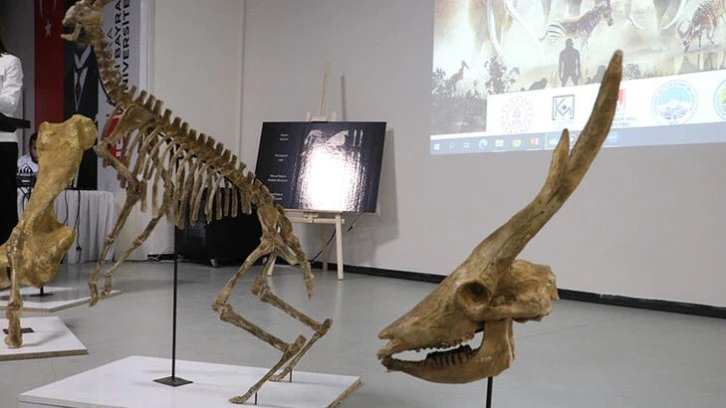 Türkiye'nin İlk Paleontoloji Müzesi Açılıyor