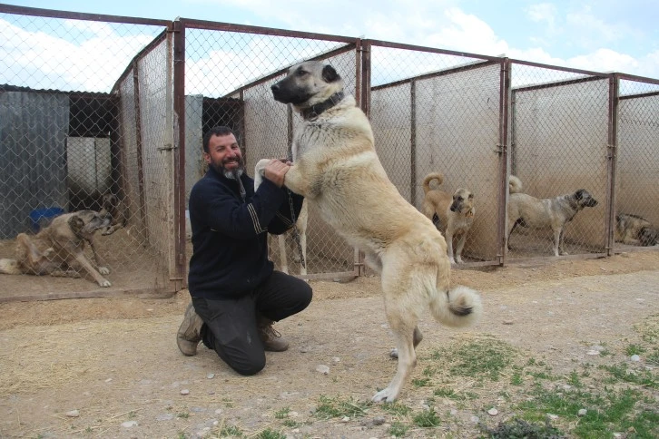 Uzmanında Kangal Köpeği İçin Parazit Uyarısı