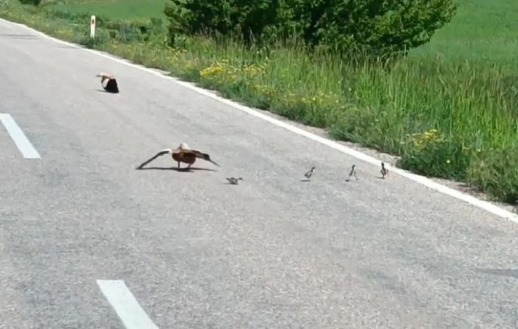 Yavrularını Korumak İçin Sakat Taklidi Yaptı