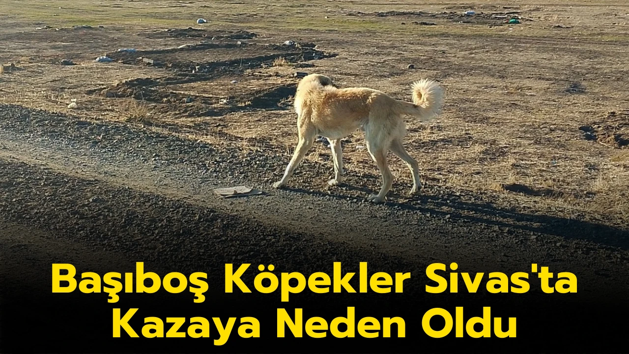 Başıboş Köpekler Sivas'ta Kazaya Neden Oldu