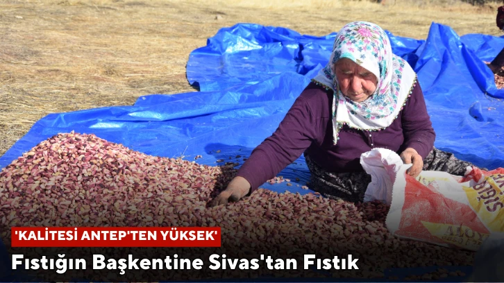 Fıstığın Başkentine Sivas'tan Fıstık