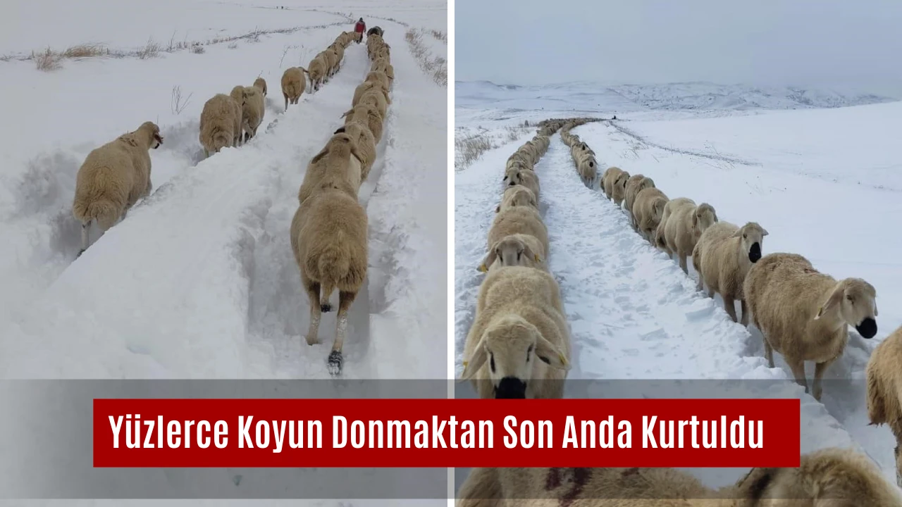 Yüzlerce Koyun Donmaktan Son Anda Kurtuldu   