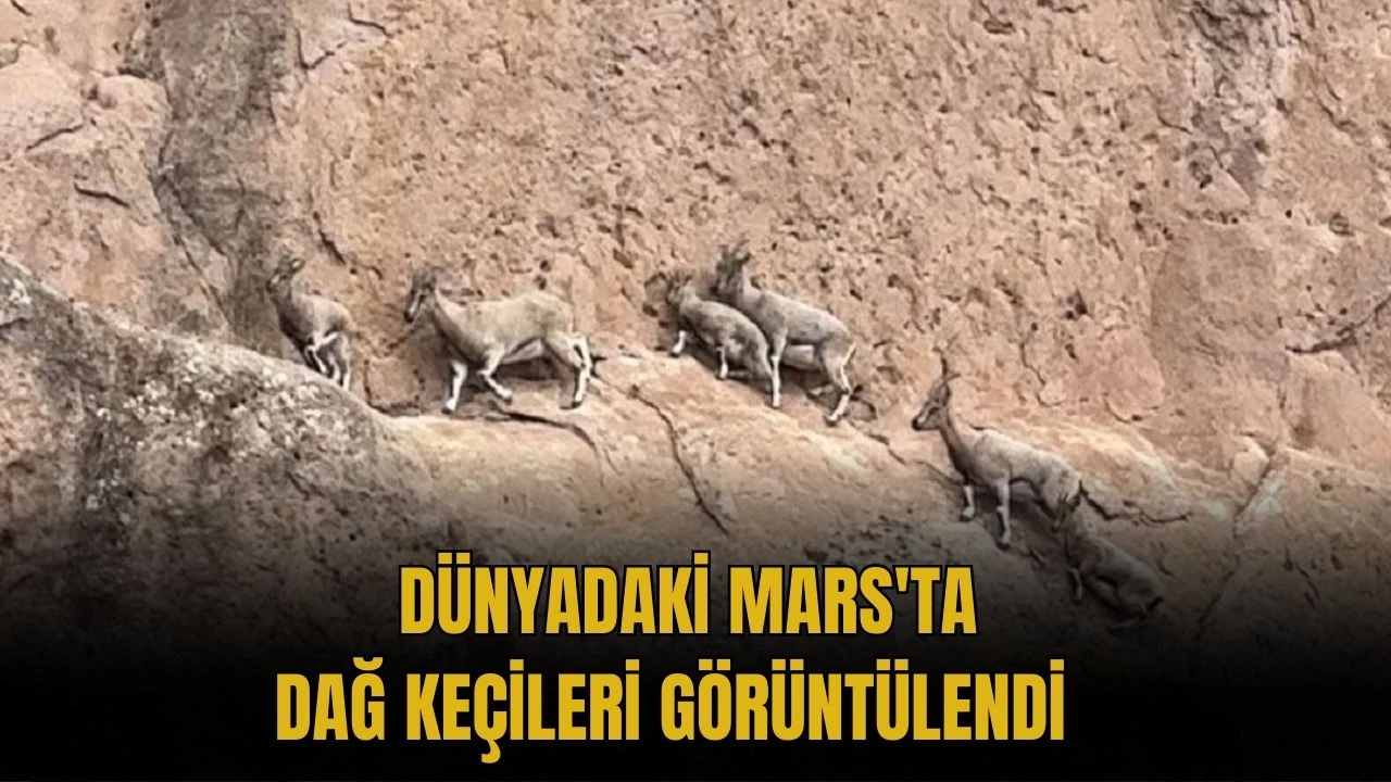 Dünyadaki Mars'ta Dağ Keçileri Görüntülendi   