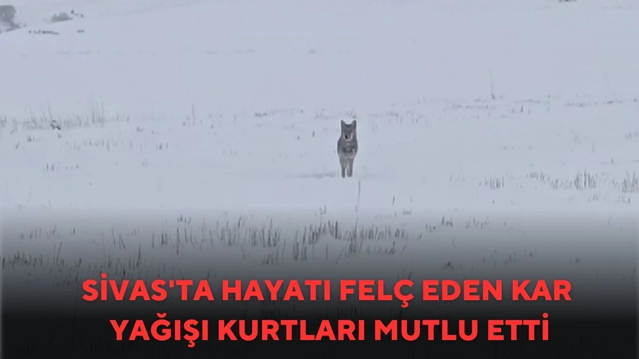 Sivas'ta Hayatı Felç Eden Kar Yağışı Kurtları Mutlu Etti