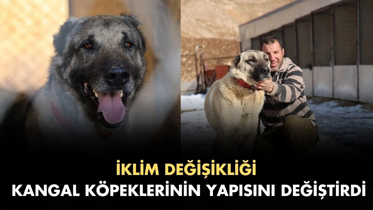 İklim Değişikliği Kangal Köpeklerinin Yapısını Değiştirdi