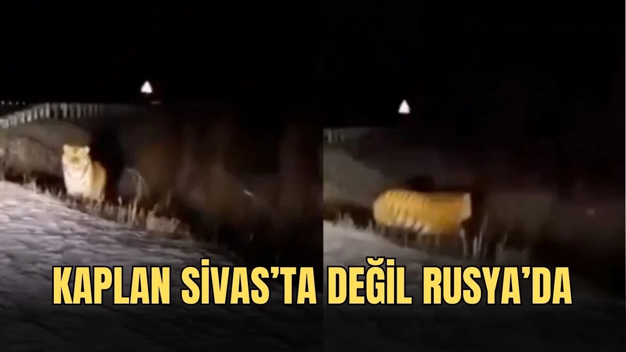 Kaplan Sivas’ta Değil Rusya’da