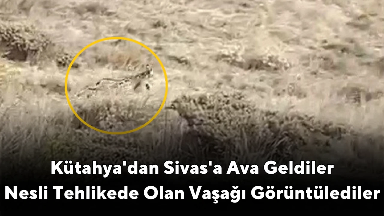 Kütahya'dan Sivas'a Ava Geldiler Nesli Tehlikede Olan Vaşağı Görüntülediler