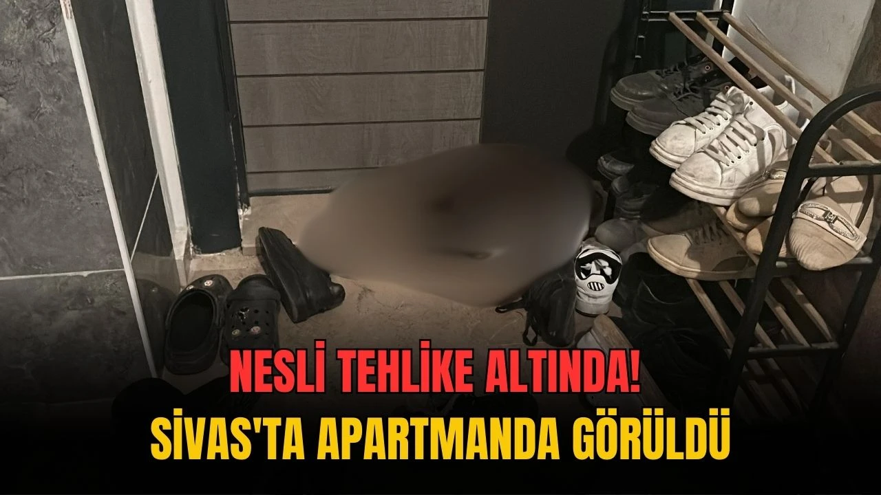 Nesli Tehlike Altında! Sivas'ta Apartmanda Görüldü