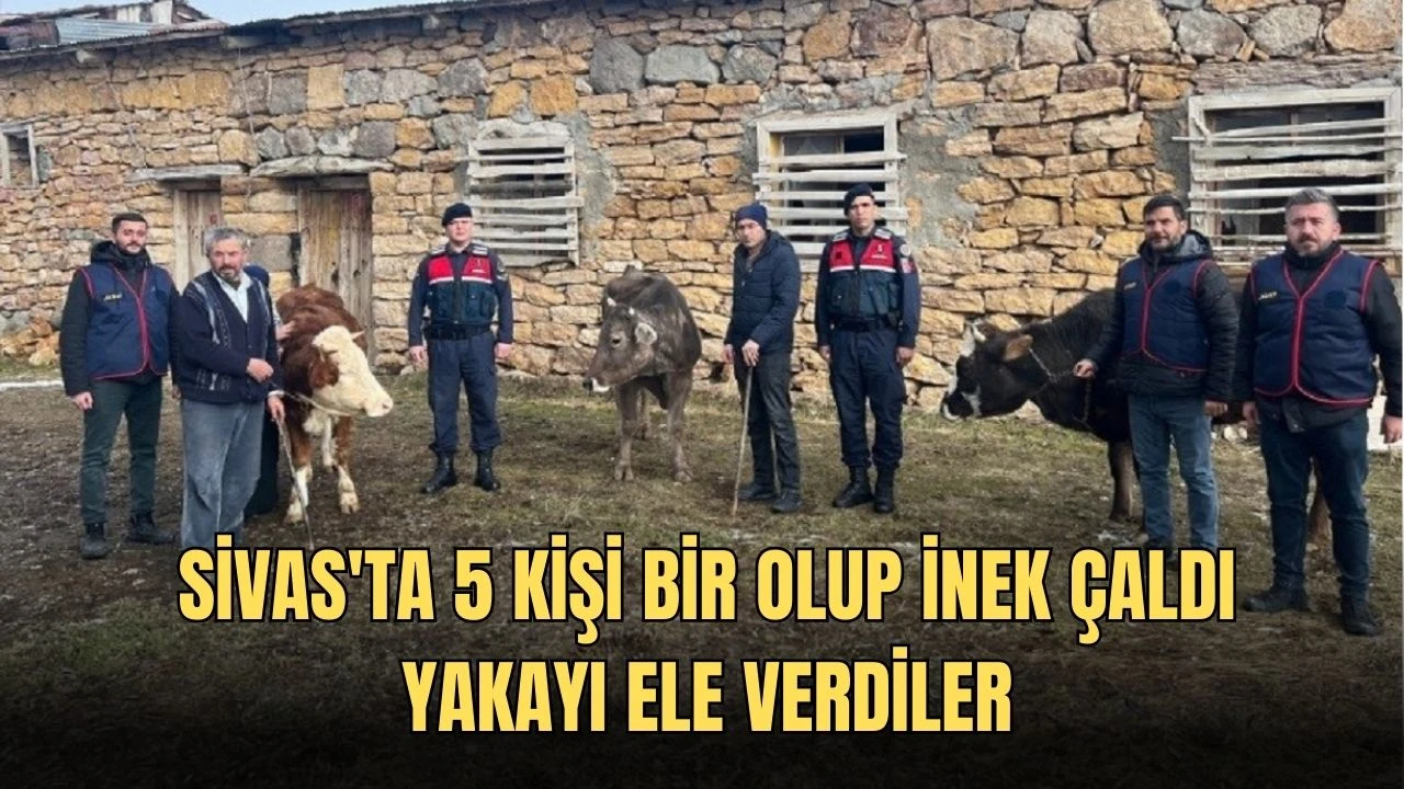 Sivas'ta 5 Kişi Bir Olup İnek Çaldı, Yakayı Ele Verdiler