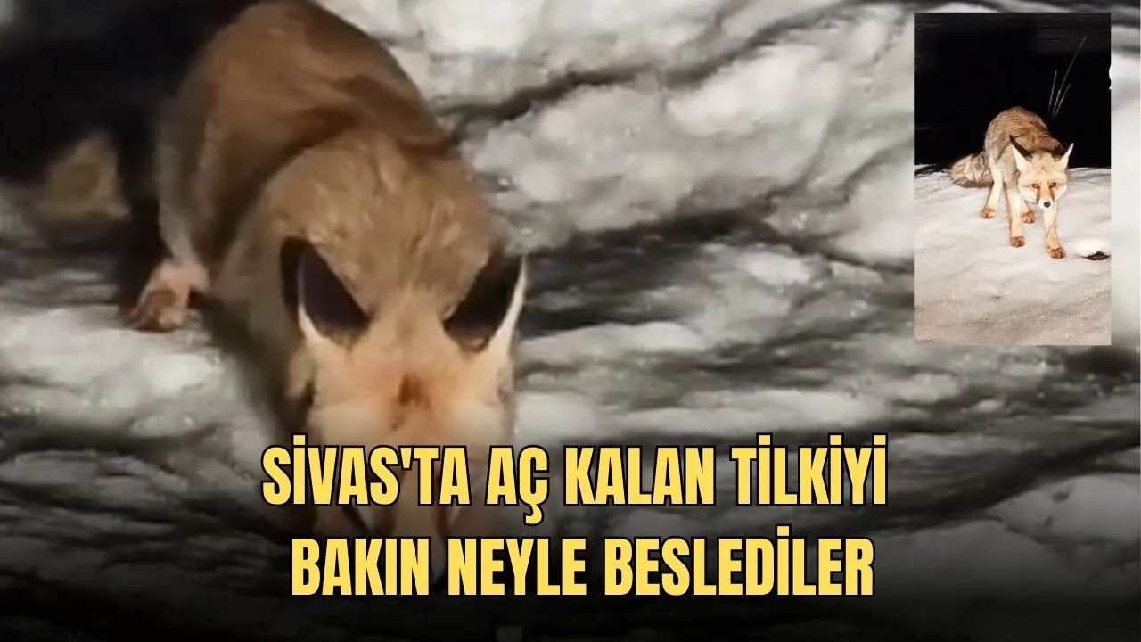 Sivas'ta Aç Kalan Tilkiyi Bakın Neyle Beslediler