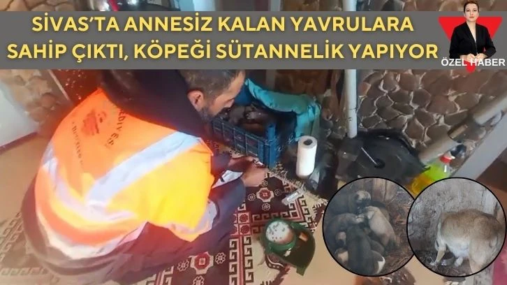 Sivas’ta Annesiz Kalan Yavrulara Sahip Çıktı, Köpeği Sütannelik Yapıyor