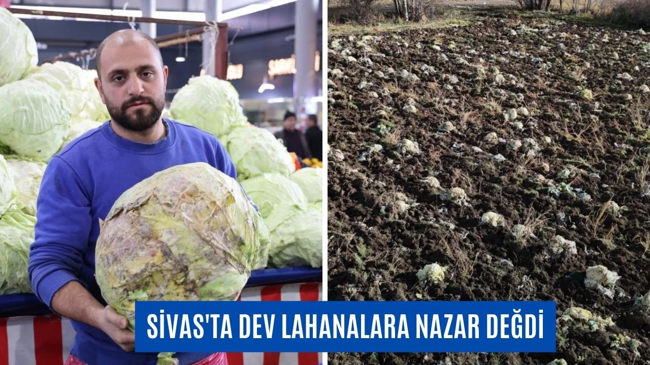 Sivas'ta Dev Lahanalara Nazar Değdi