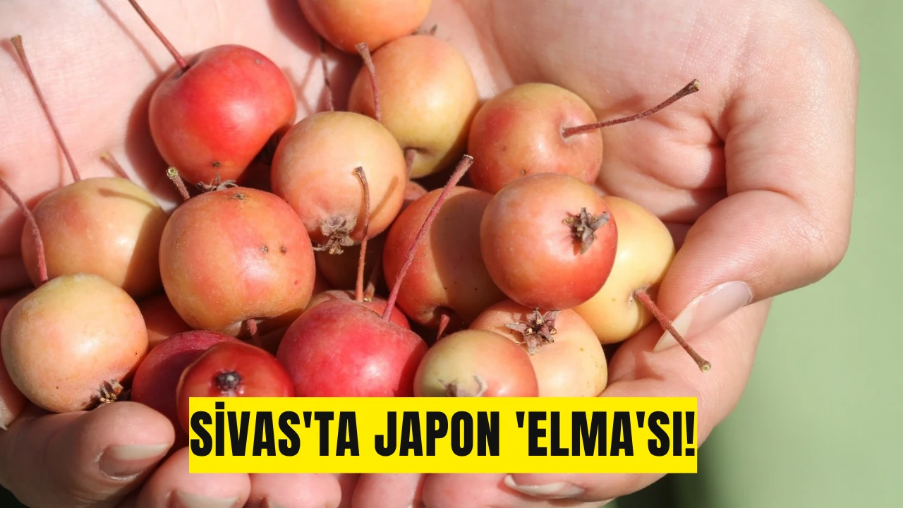 Sivas'ta Japon 'Elma'sı!