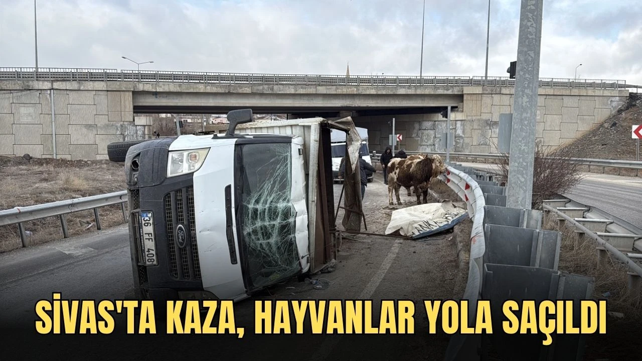 Sivas'ta Kaza, Hayvanlar Yola Saçıldı