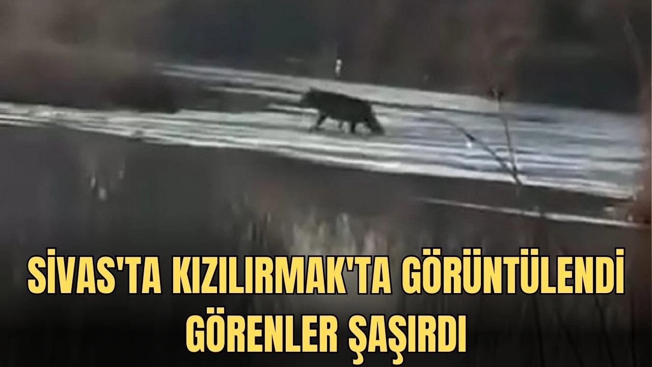 Sivas'ta Kızılırmak'ta Görüntülendi, Görenler Şaşırdı