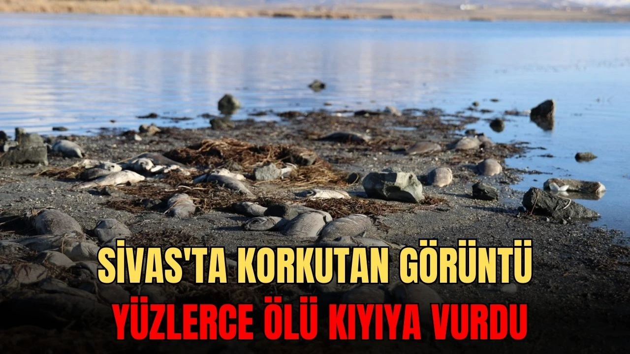 Sivas'ta Korkutan Görüntü, Yüzlerce Ölü Kıyıya Vurdu