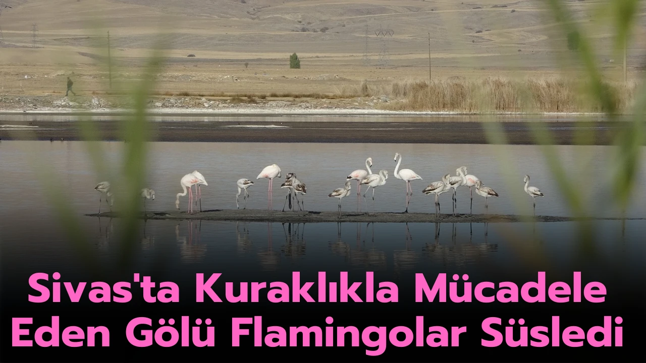 Sivas'ta Kuraklıkla Mücadele Eden Gölü Flamingolar Süsledi