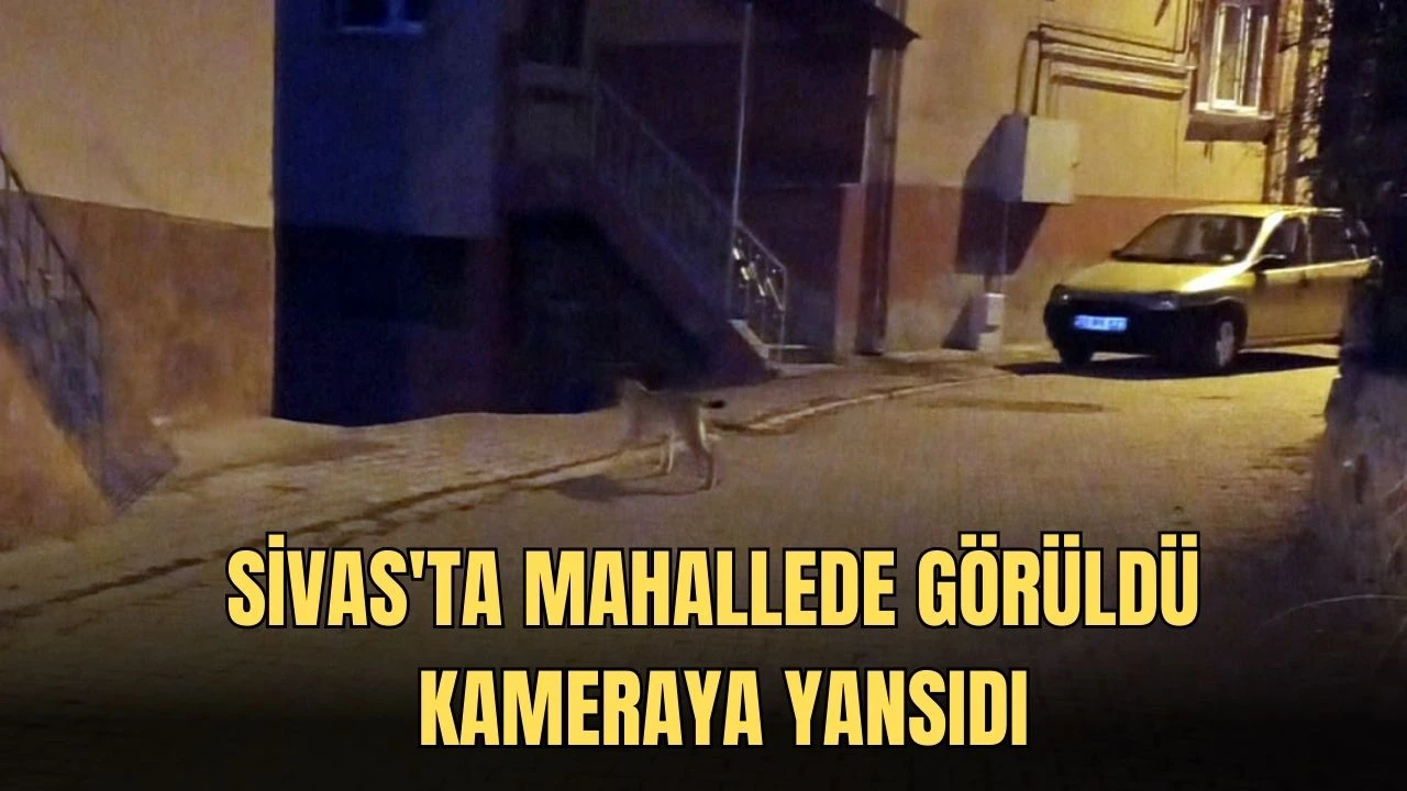 Sivas'ta Mahallede Görüldü, Kameraya Yansıdı