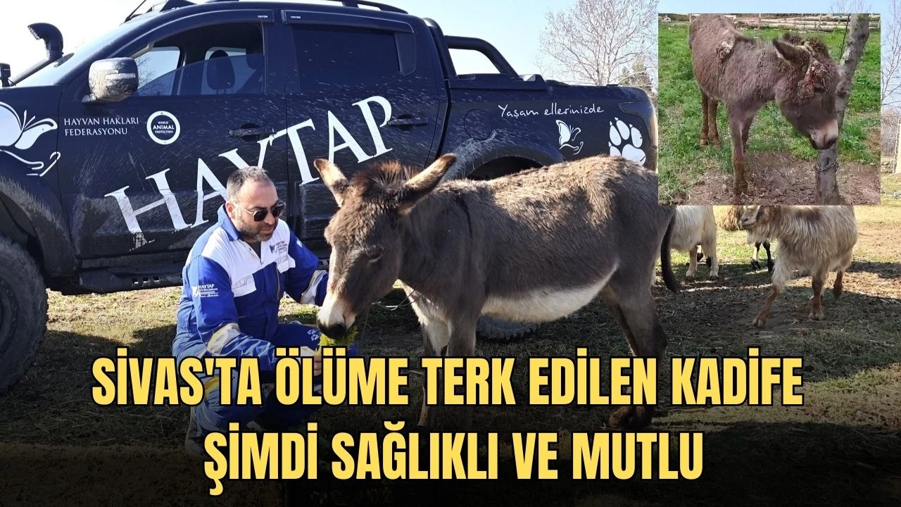 Sivas'ta Ölüme Terk Edilen Kadife Şimdi Sağlıklı ve Mutlu