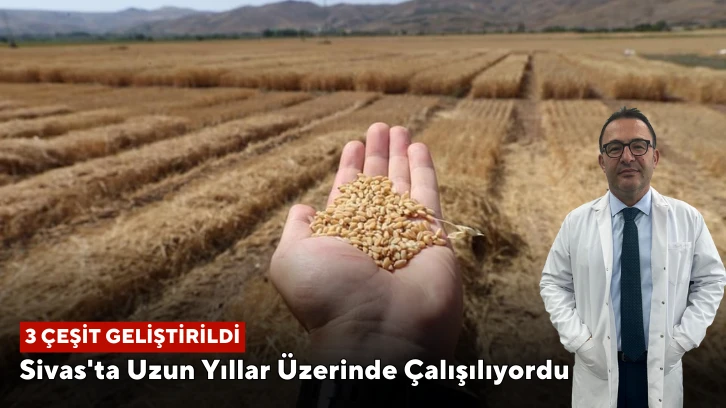 Sivas'ta Uzun Yıllar Üzerinde Çalışılıyordu, 3 Çeşit Geliştirildi