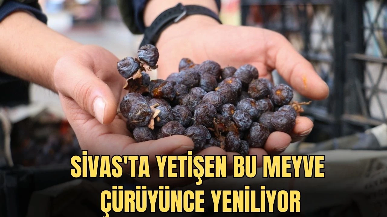 Sivas'ta Yetişen Bu Meyve Çürüyünce Yeniliyor