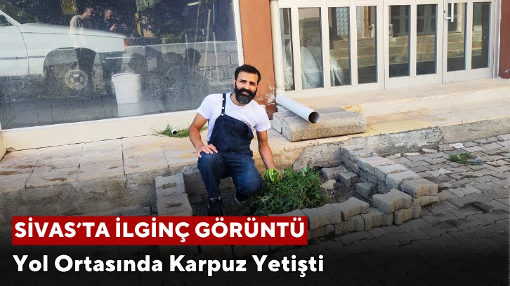 Sivas'ta Yol Ortasında Karpuz Yetişti