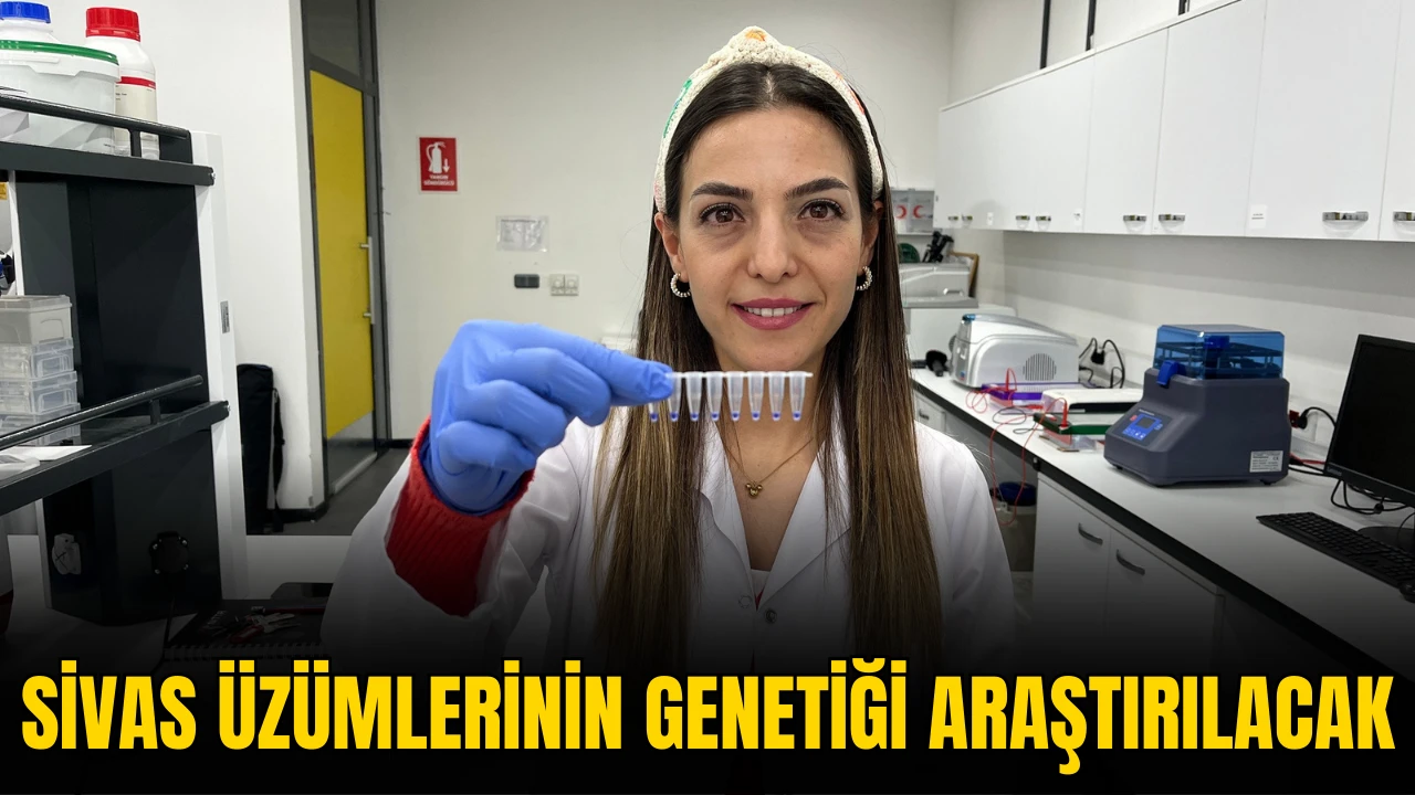 Sivas Üzümlerinin Genetiği Araştırılacak