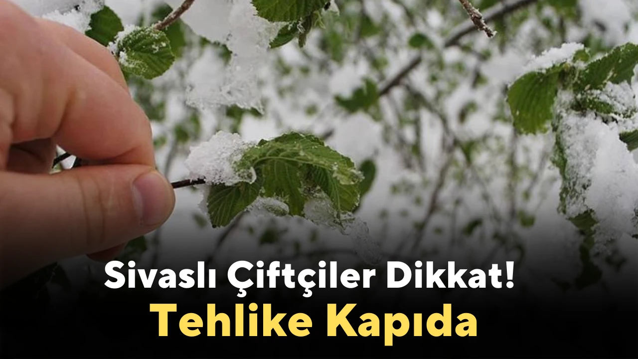 Sivaslı Çiftçiler Dikkat! Tehlike Kapıda