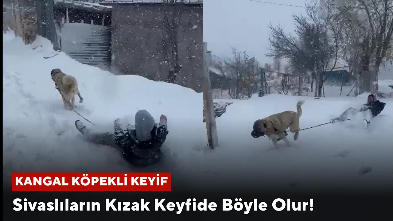 Sivaslıların Kızak Keyfide Böyle Olur! Kangal Köpekli Keyif