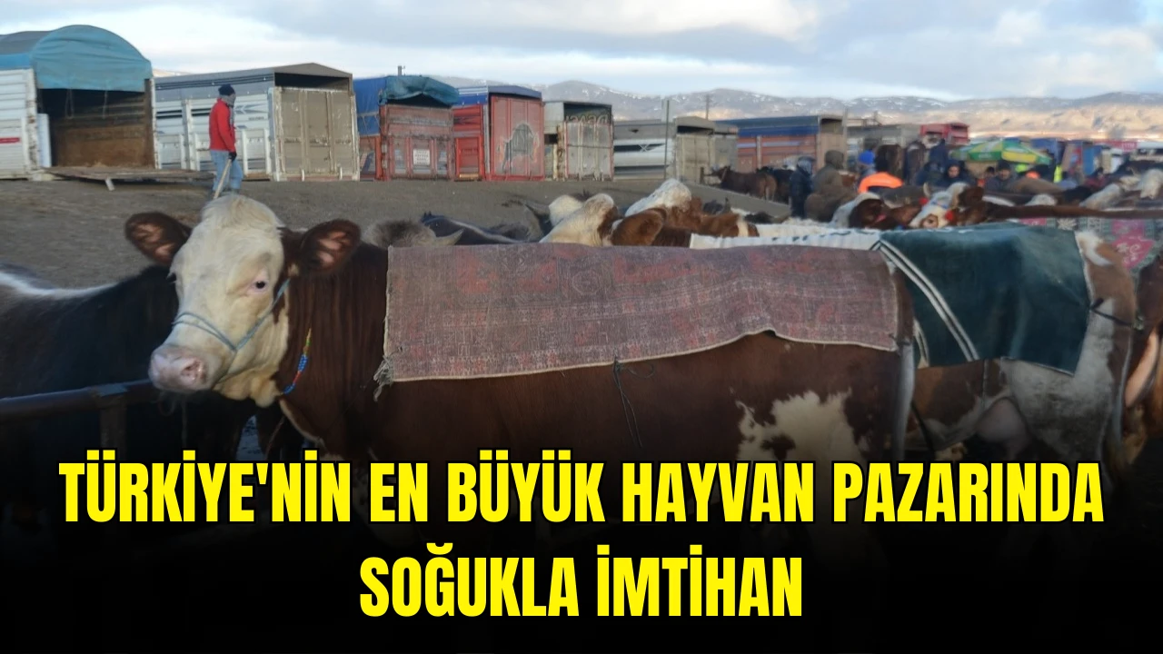 Türkiye'nin En Büyük Hayvan Pazarında Soğukla İmtihan