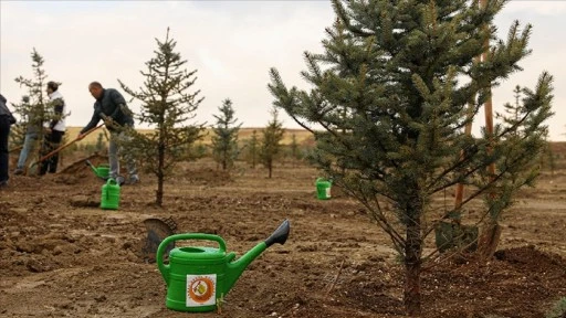 16 bin hektarı aşkın alanda ağaçlandırma yapılacak