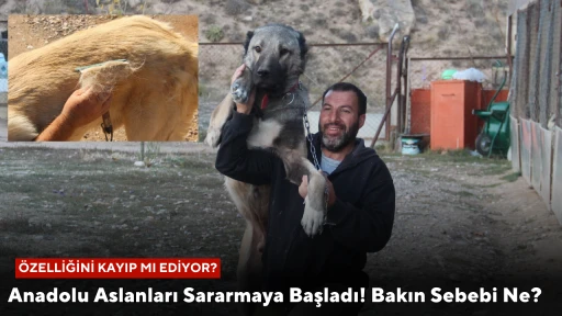 Anadolu Aslanları Sararmaya Başladı! Bakın Sebebi Ne?