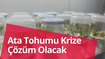 Ata Tohumu Krize Çözüm Olacak