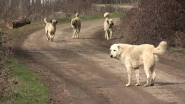 Başıboş Köpeklerle İlgili Kanun Maddeleri Kabul Edildi