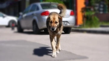 Başıboş Sokak Köpeği Sorunu Mecliste 