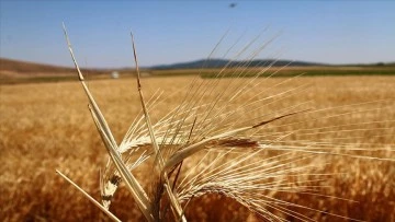 Bitkisel üretim destekleri belli oldu