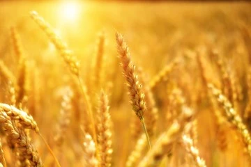 Buğday, Arpa, Mısır Borsalarında Yükseliş