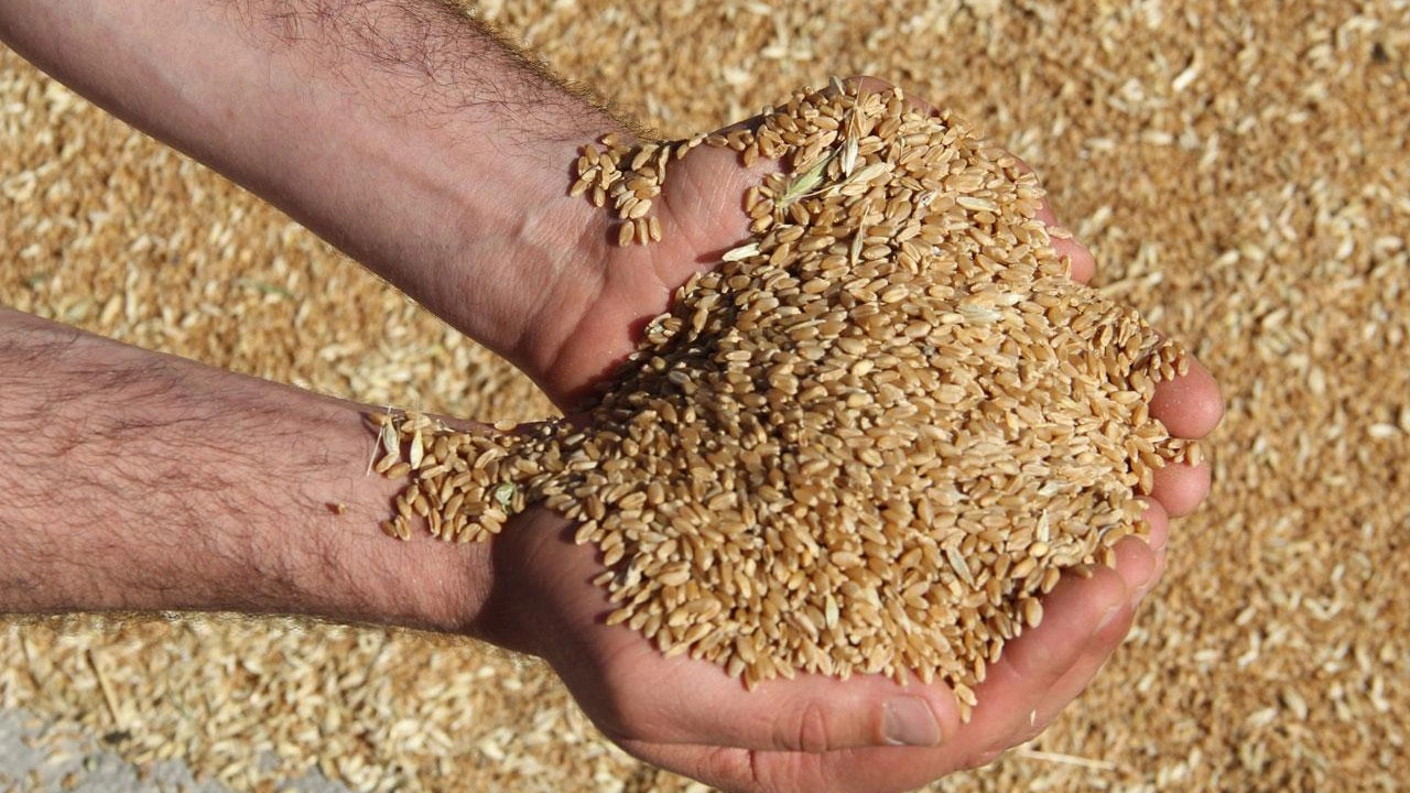 Buğday Fiyatları Acilen Revize Edilmeli