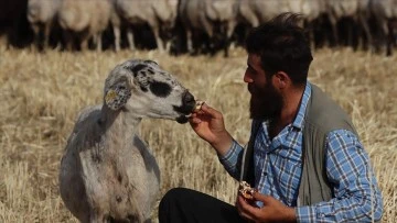Çoban İle Koyunun Gülümseten Dostluğu