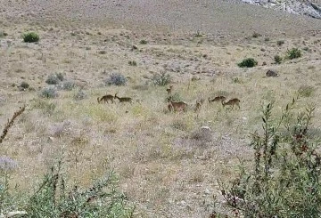 Dağ Keçileri Sürü Halinde Görüntülendi